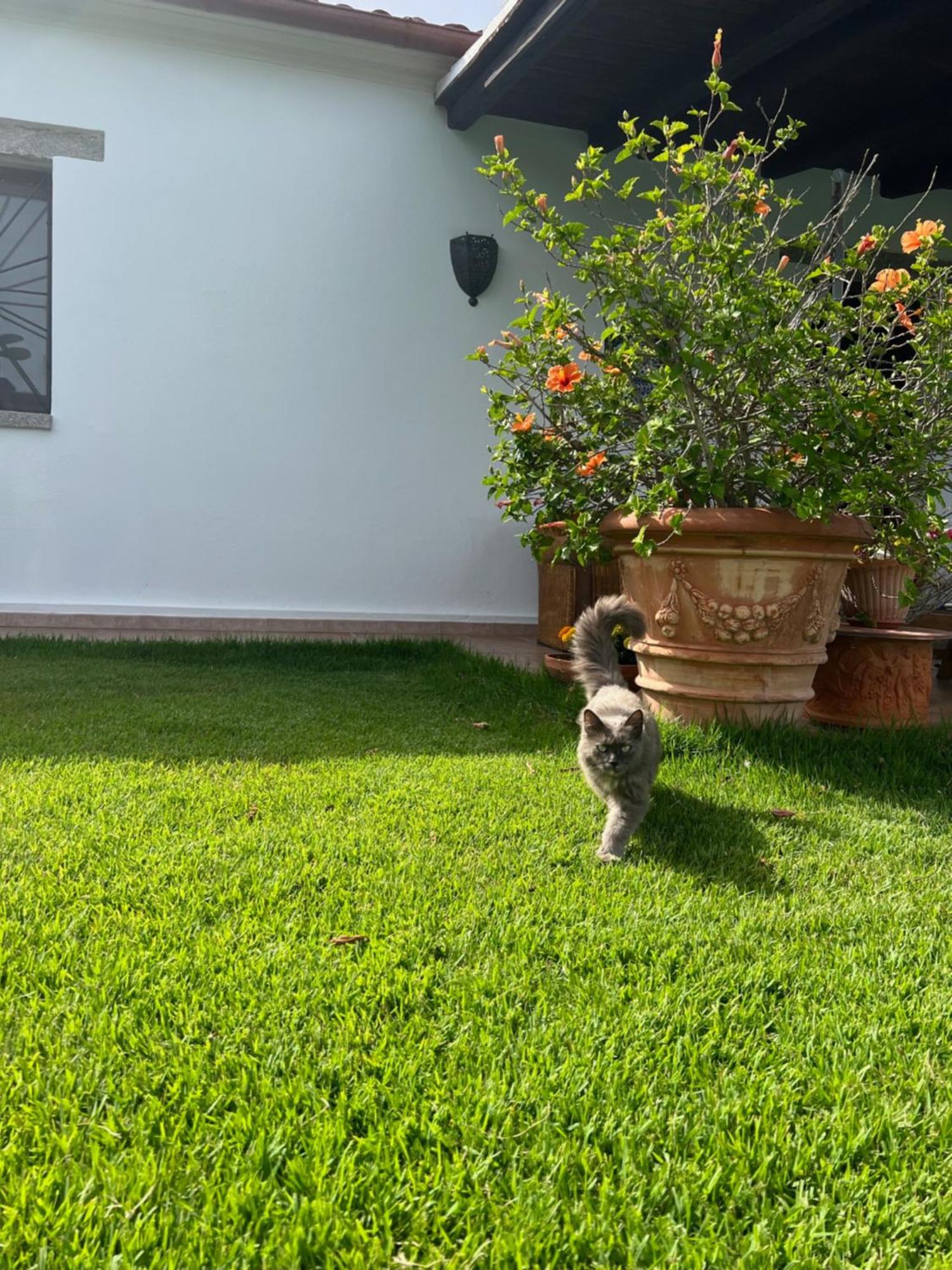Villa Peditoltu أولبيا المظهر الخارجي الصورة